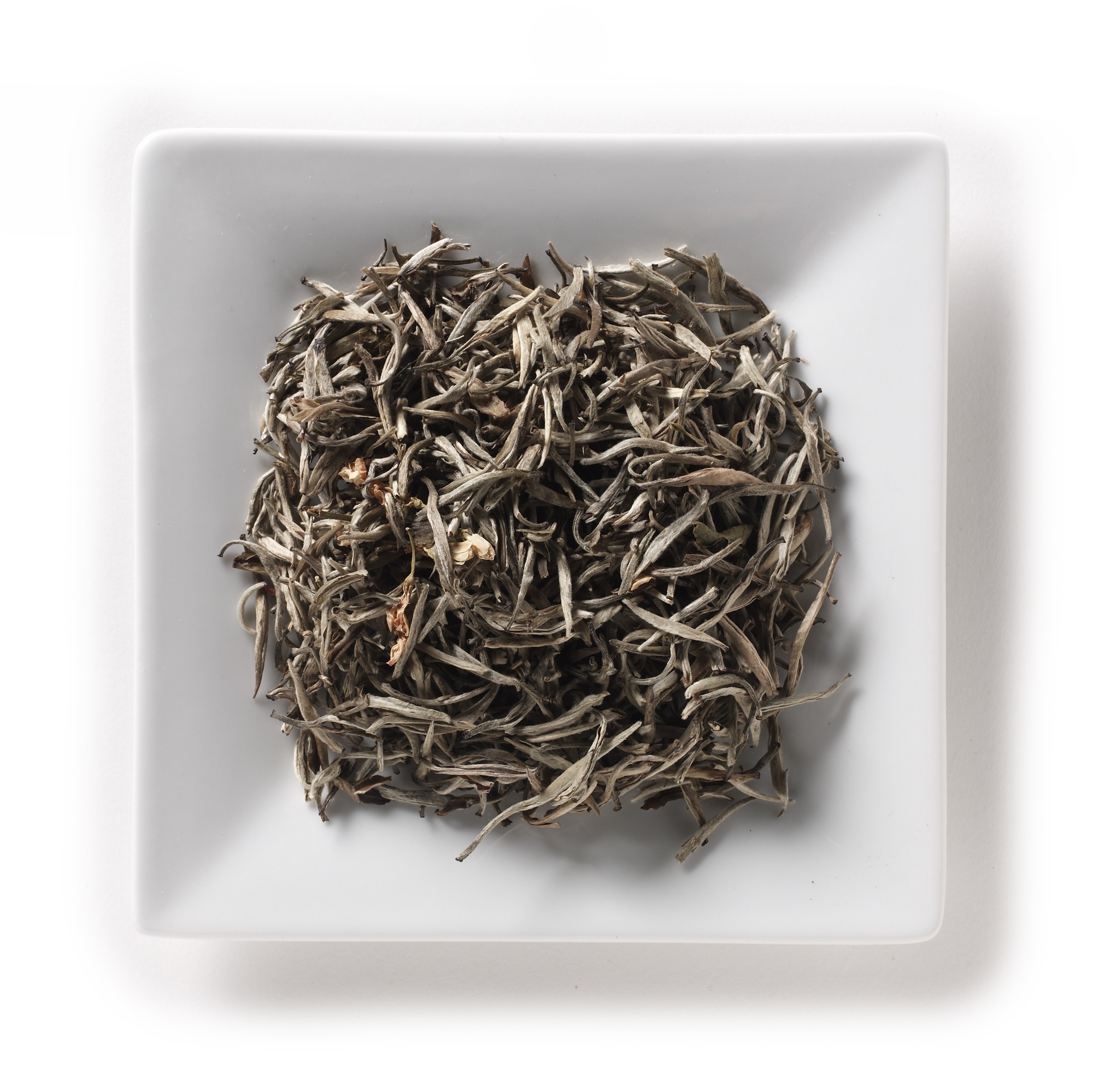 Silver Needle Jasmine