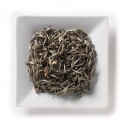 Silver Needle Jasmine